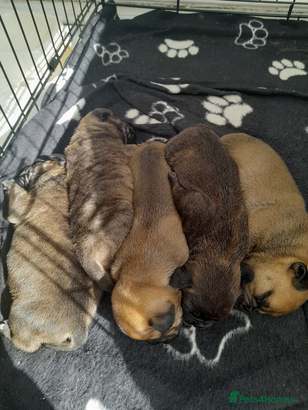 Mixed Breed dogs for sale: Puppies for sale ready 10th September - Image 1