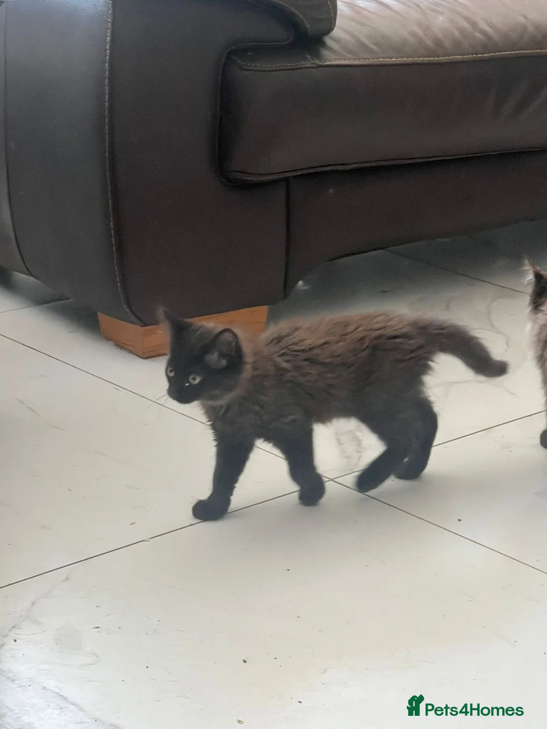 Mixed Breed cats for sale: Reduced  - Advert 13