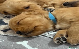 Golden Retriever dogs for sale: Dark Red Golden Retriever Pups  - Image 31