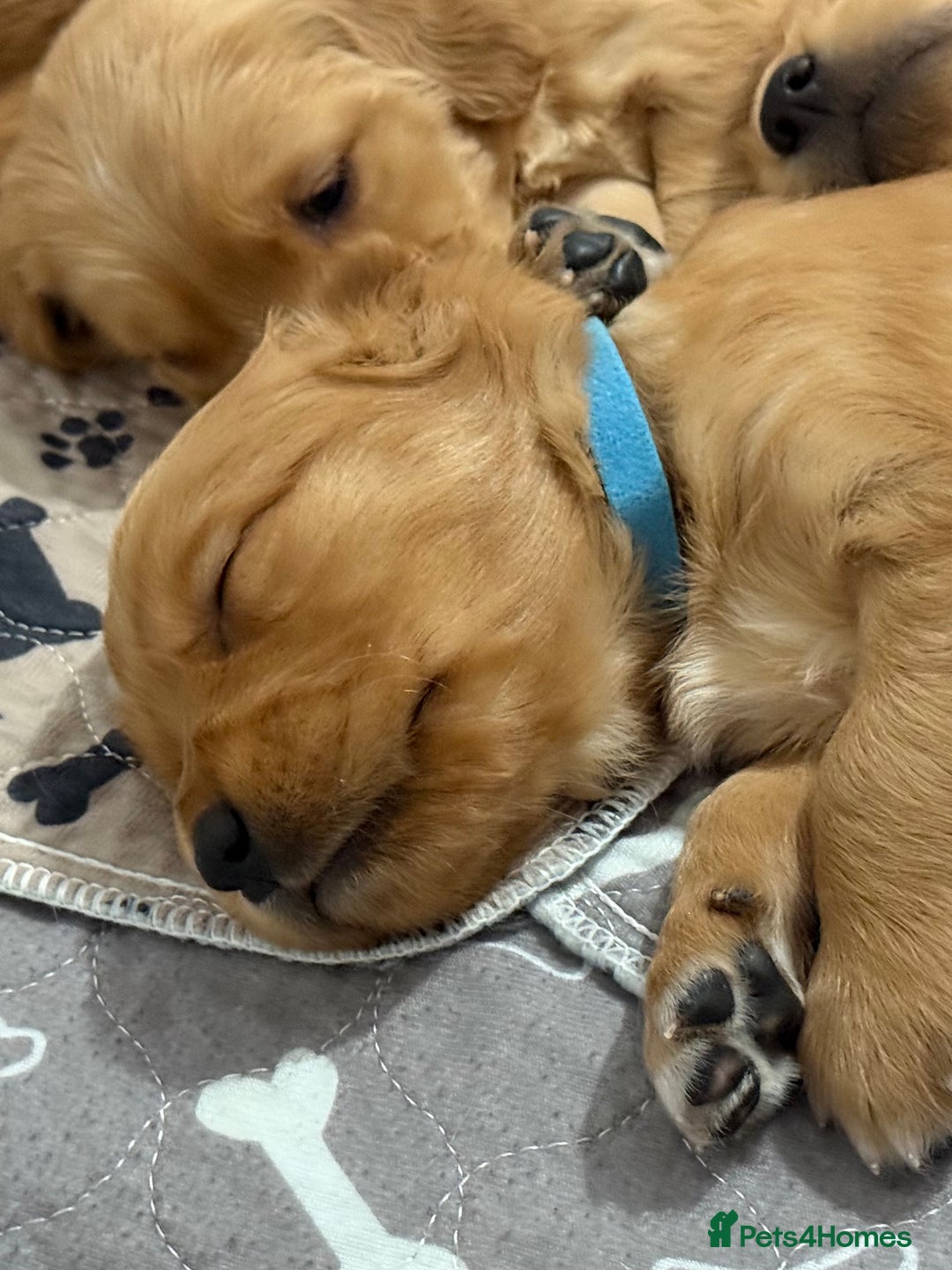 Golden Retriever dogs for sale: Dark Red Golden Retriever Pups  - Image 31