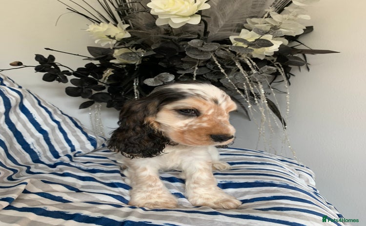 Cocker Spaniel dogs in Abergele - Advert 11