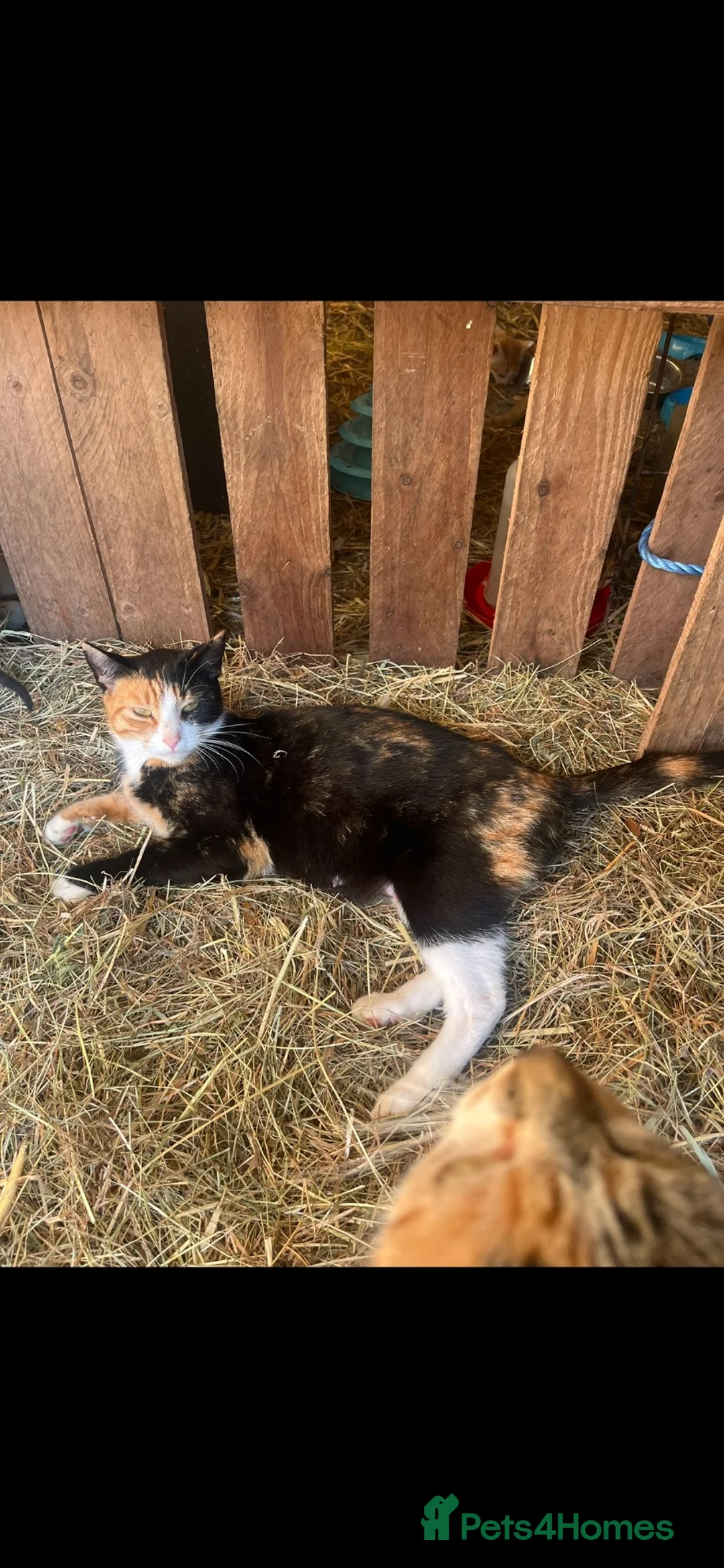 Mixed Breed cats for sale: Ginger & white kittens for sale  - Advert 5