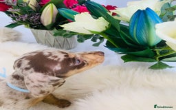 Miniature Dachshund dogs for sale: Miniature Dachshund KC Registered  - Image 6