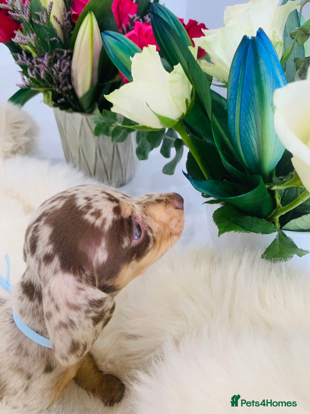 Miniature Dachshund dogs for sale: Miniature Dachshund KC Registered  - Image 6