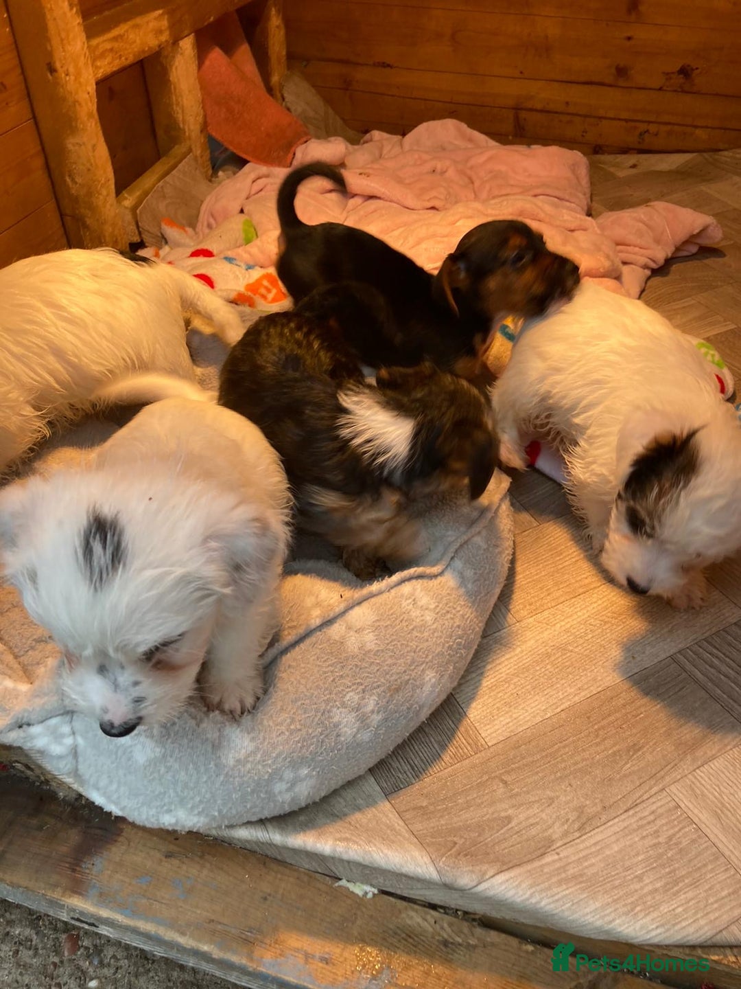 Mixed Breed dogs for sale: Lakeland crossed Sealyham terrier  - Advert 4