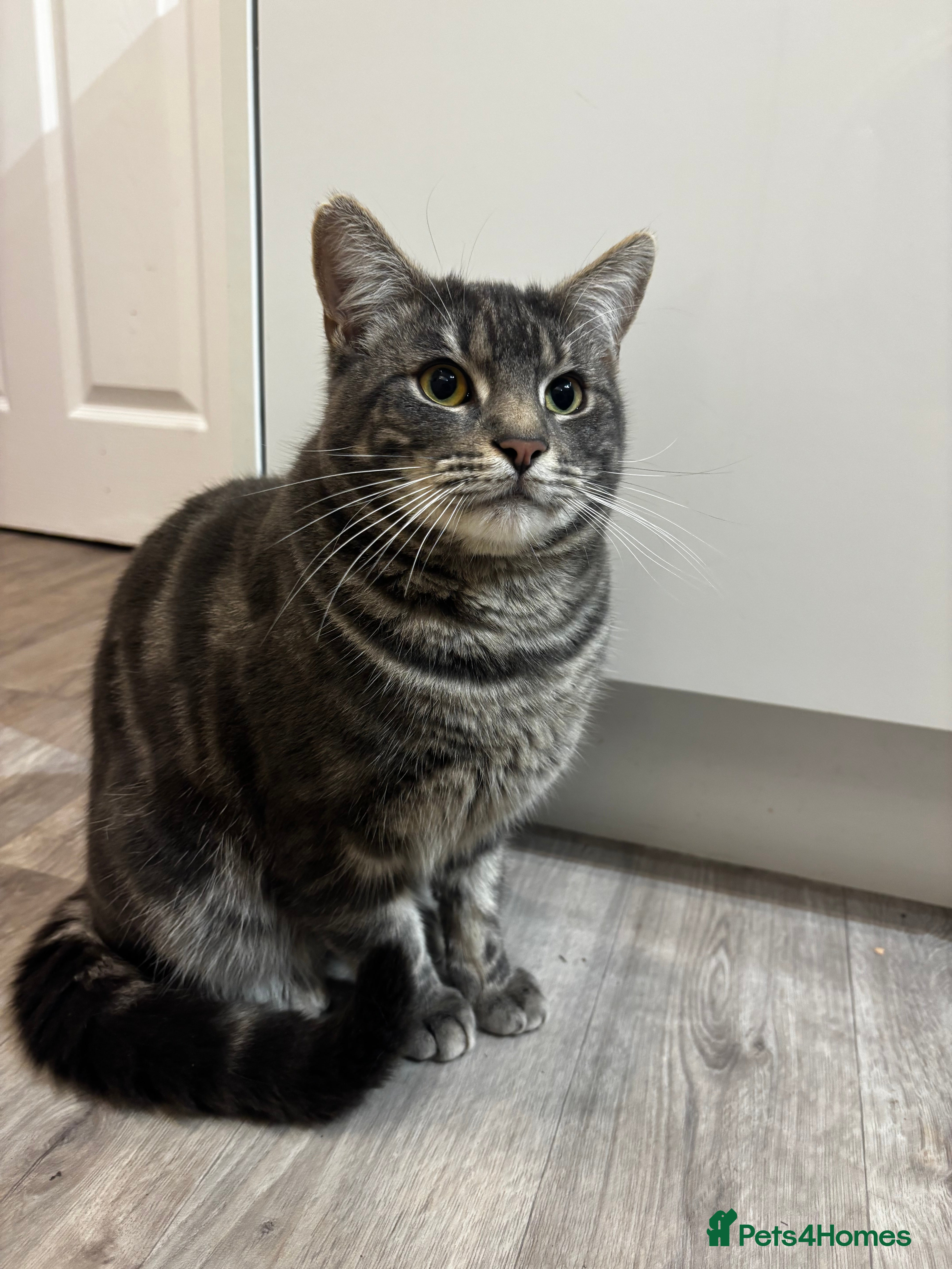 Mixed Breed cats Grey male Ray - Advert 1