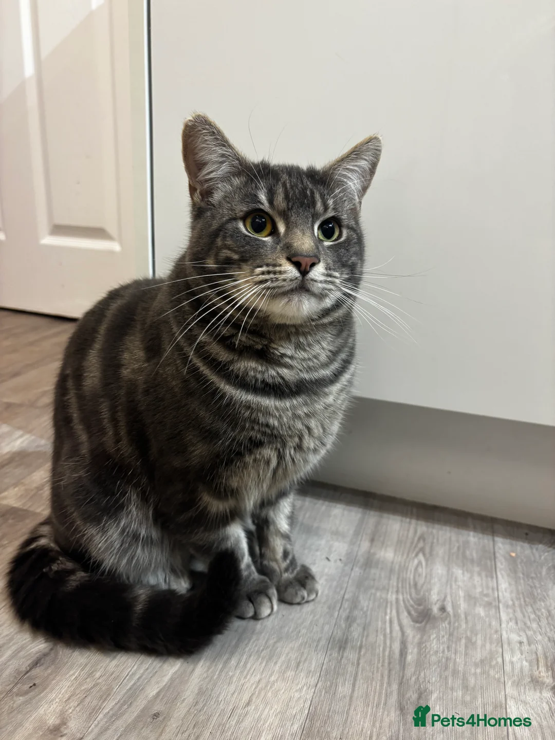 Mixed Breed cats for sale: Grey male Ray - Advert 1