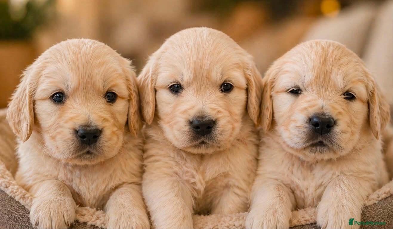 Golden Retriever dogs KC Registered Golden Retriever Puppies - Advert 2
