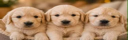Golden Retriever dogs for sale: KC Registered Golden Retriever Puppies - Advert 1