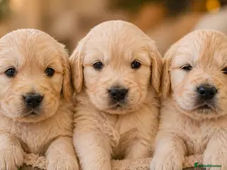 Golden Retriever dogs KC Registered Golden Retriever Puppies - Advert 1