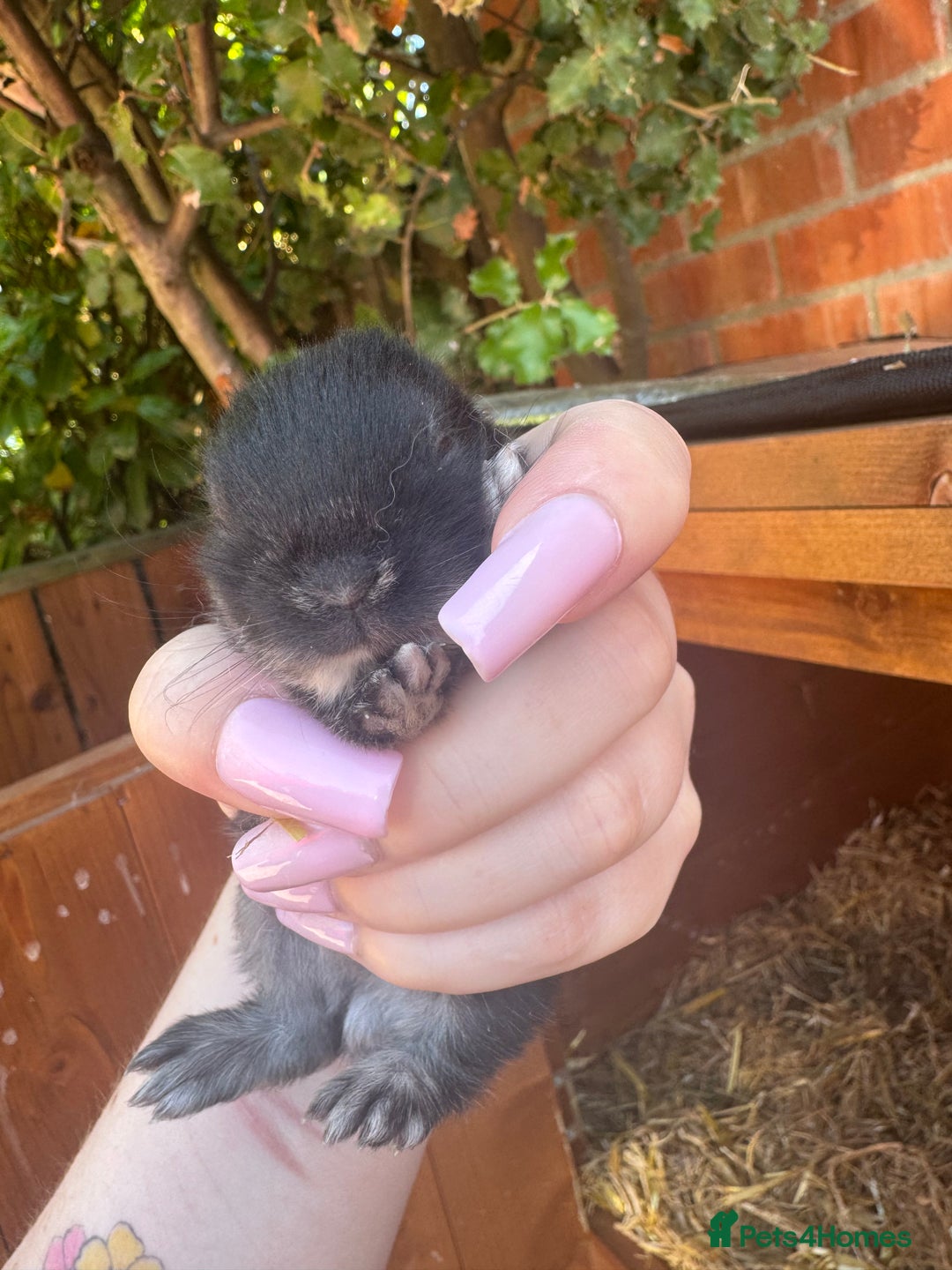 Netherland Dwarf rabbits for sale: Netherland dewarfs, ready to leave in 6 weeks  - Image 9