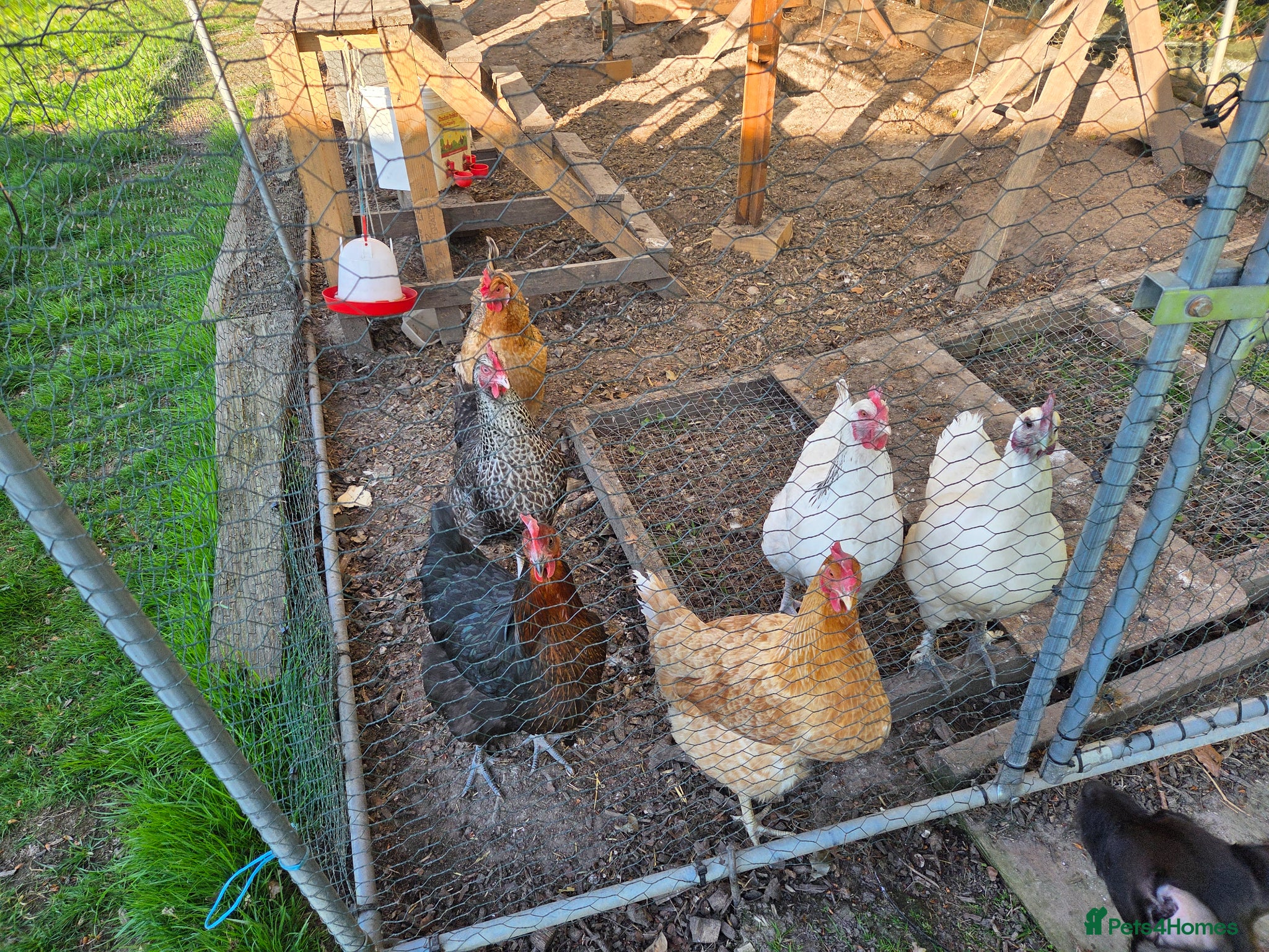 Chickens poultry Chickens, coop and pen for sale - Advert 1