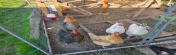 Chickens poultry for sale: Chickens, coop and pen for sale - Advert 1
