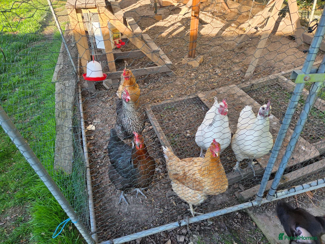 Chickens poultry for sale: Chickens, coop and pen for sale - Advert 1