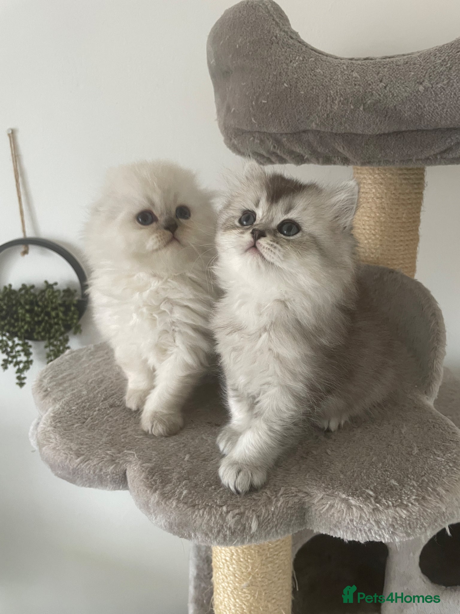 Scottish Fold cats Adorable Scottish Fold Kittens - Advert 6