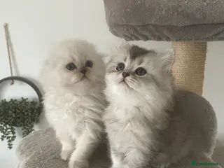 Scottish Fold cats Adorable Scottish Fold Kittens - Advert 6