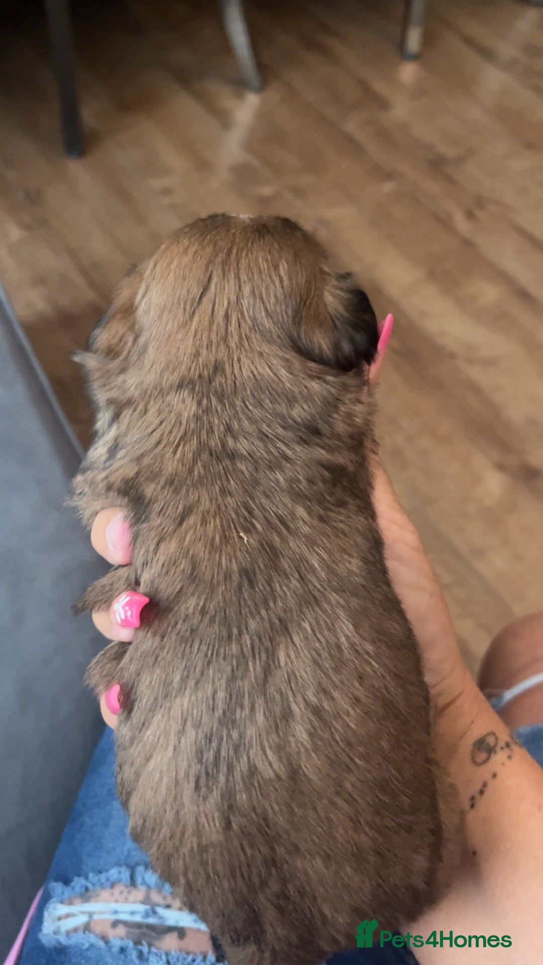 Shih Tzu dogs for sale: Cream and chocolate imperial shih tzu pups - Image 8