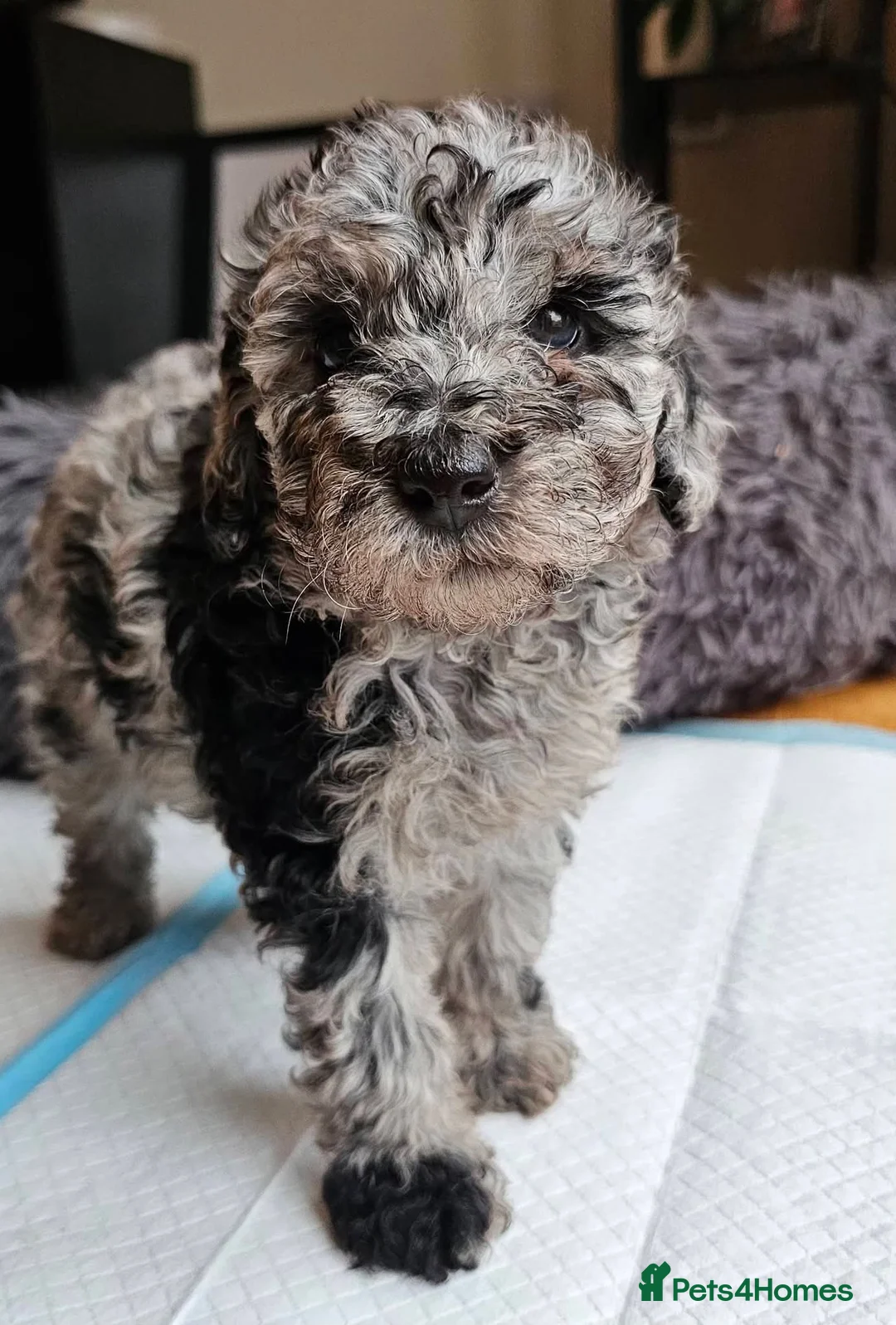 Maltipoo dogs for sale: Beautiful Maltipoos ready to go to loving homes - Advert 4