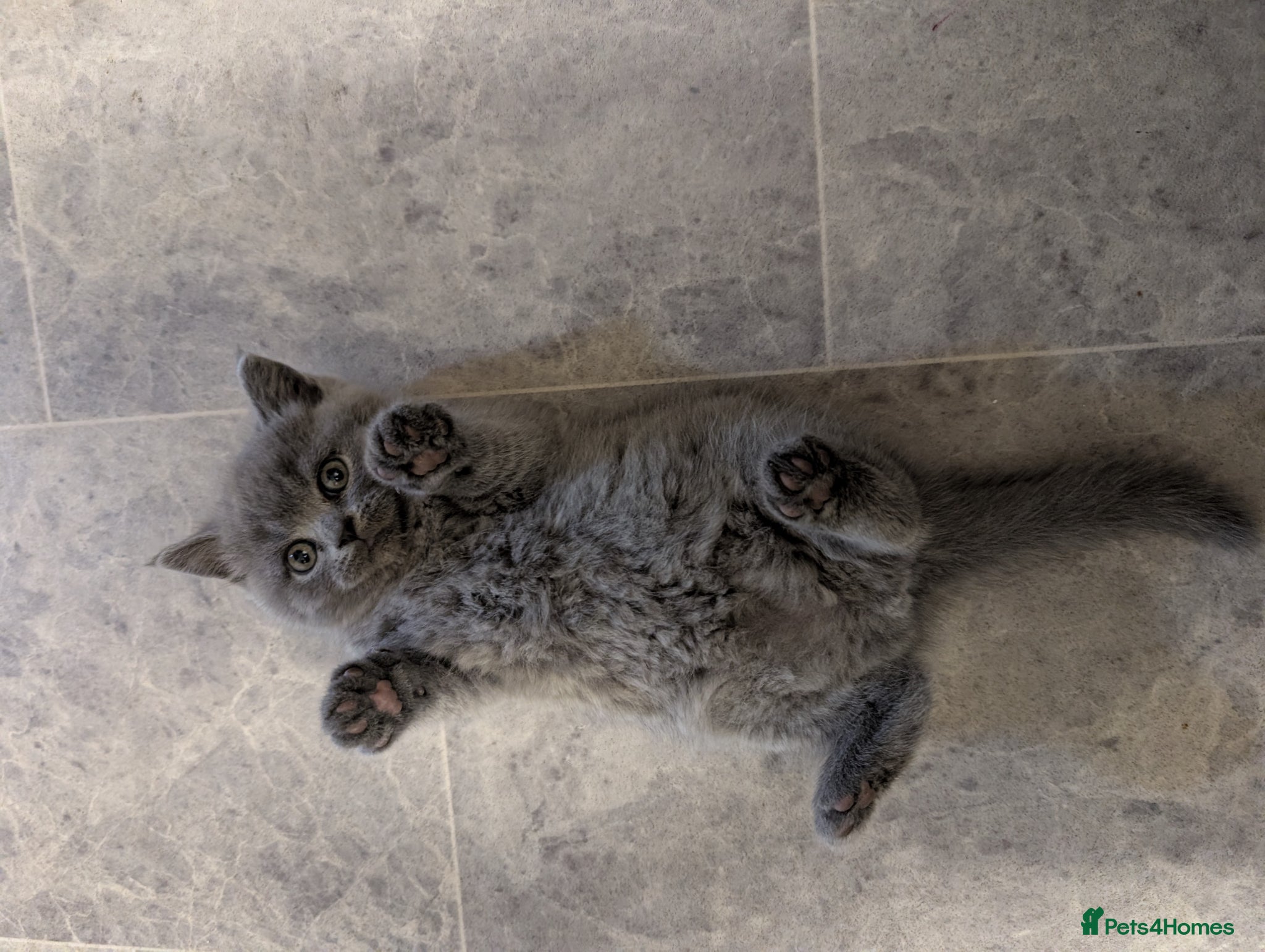 British Shorthair cats  1 Males British short hair  - Advert 2