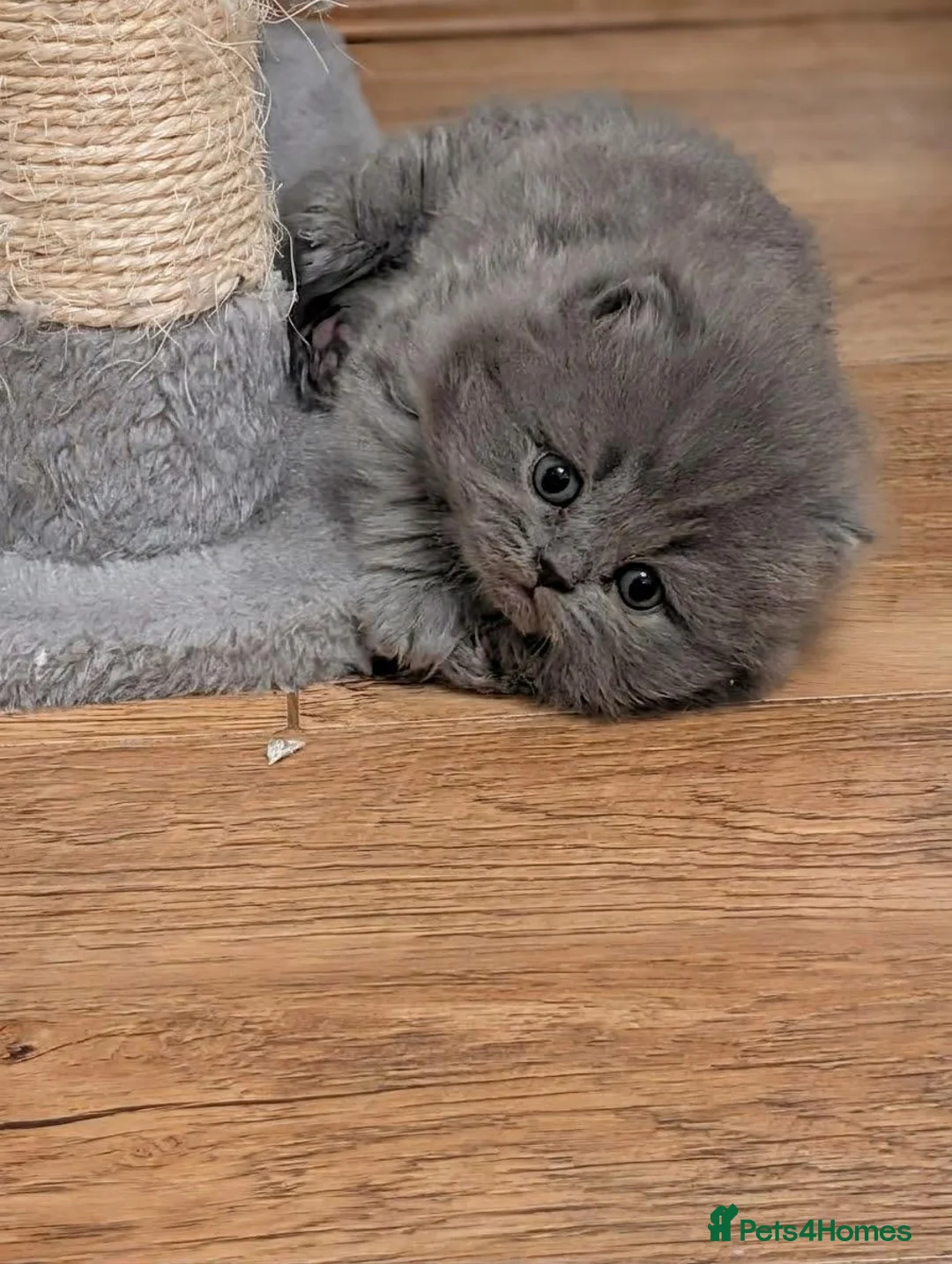 British Shorthair cats for sale: Plush British Shorthair Kittens in Liverpool - Advert 2