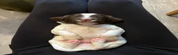 English Springer Spaniel dogs for sale: KC Registered Springer Spaniel Puppy - Advert 11