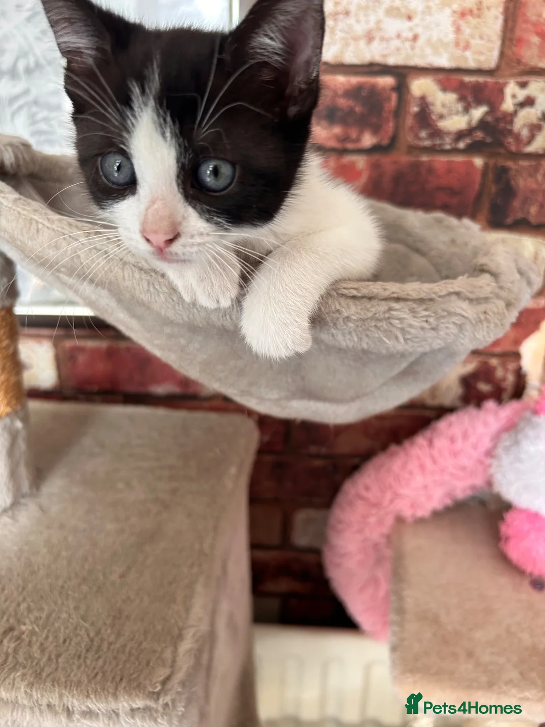 Mixed Breed cats for sale: For black cat lover 😜 in London - Advert 2