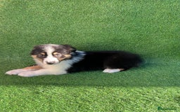 Australian Shepherd dogs for sale: Australia shepherd Kc puppies  - Image 21