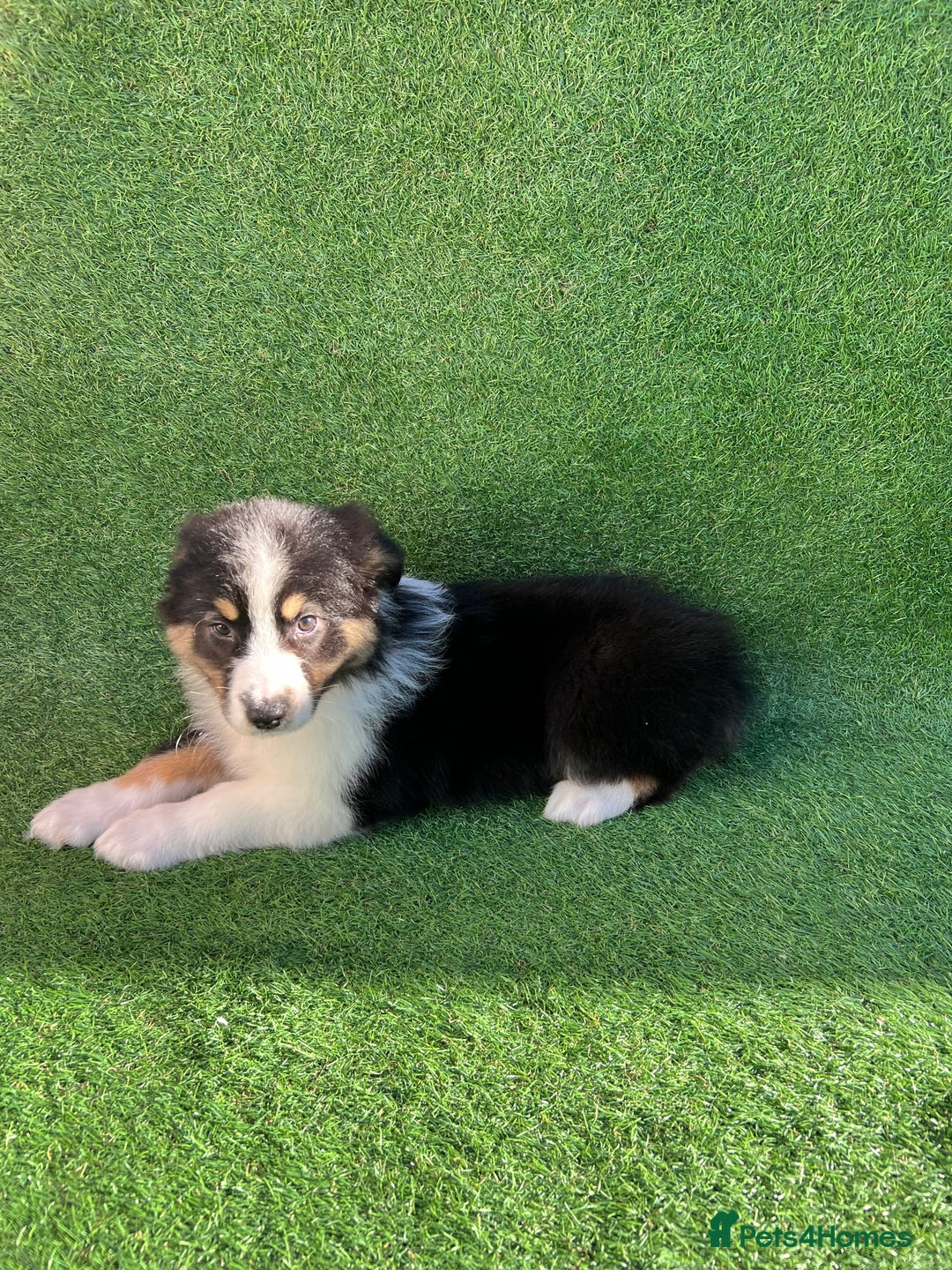 Australian Shepherd dogs for sale: Australia shepherd Kc puppies  - Image 21