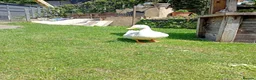 Ducks poultry for sale: Female duck in Thatcham - Advert 2