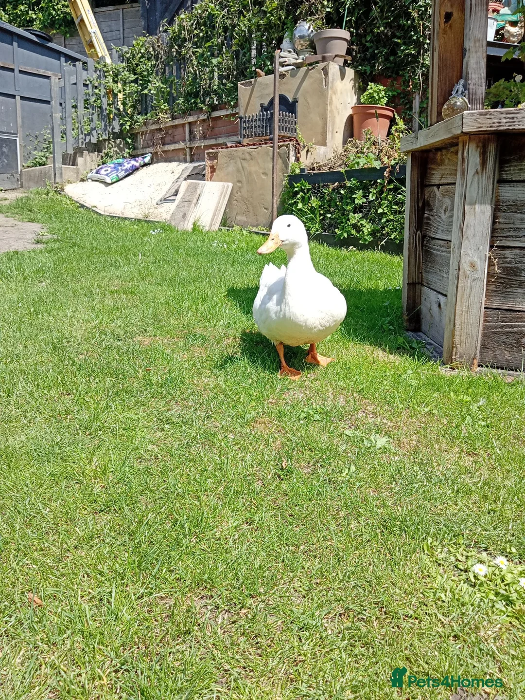 Ducks poultry for sale: Female duck in Thatcham - Advert 2