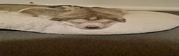 Siberian Husky dogs for sale: 3 beautiful husky puppies  in Blackburn - Advert 5