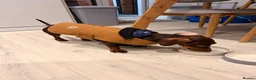 Dachshund dogs for sale: Cookie Dachshund - Advert 7
