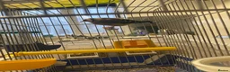 Finches birds for sale: Female European Goldfinch Captive Bred & Ringed - Advert 6