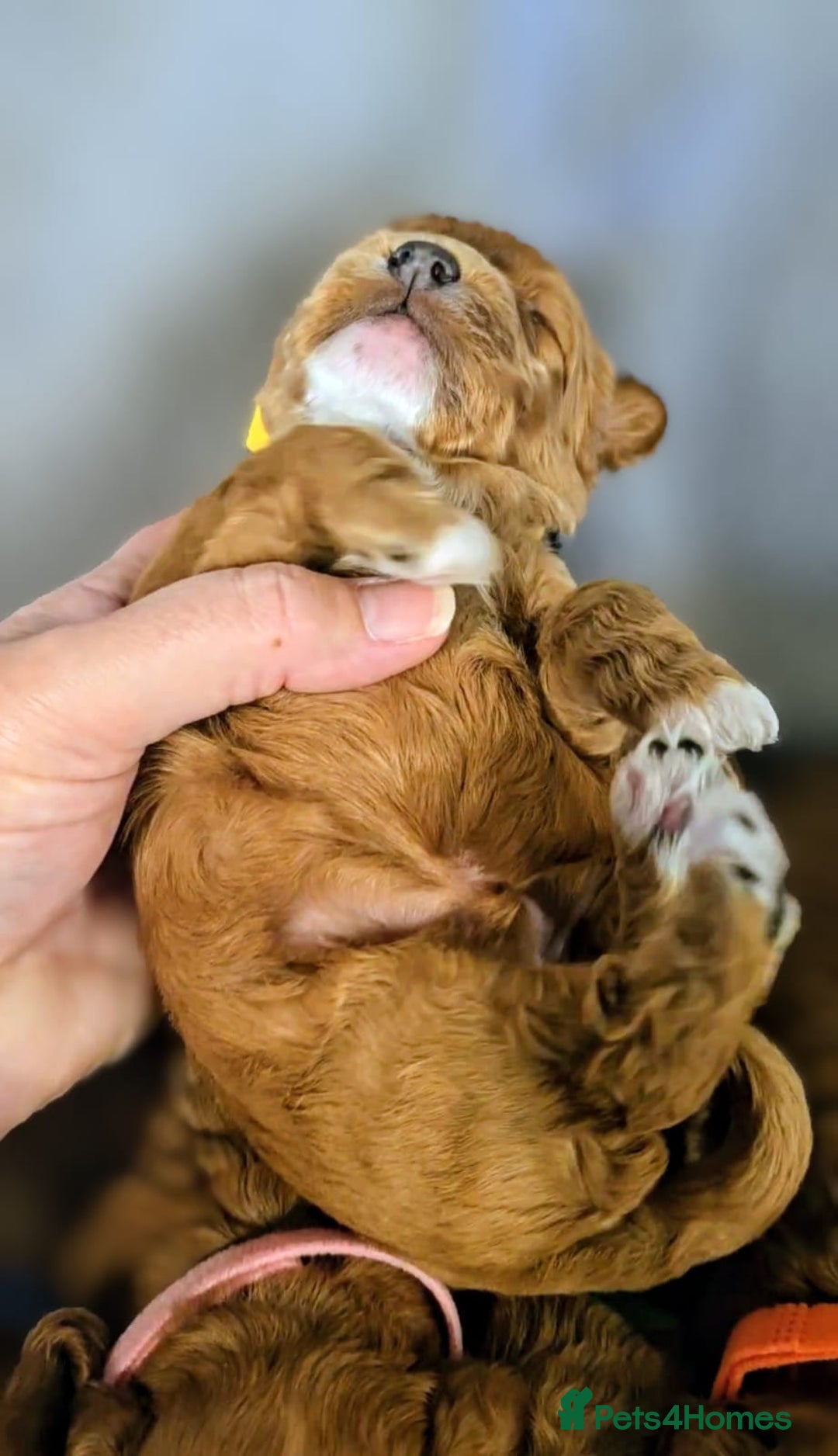 Cockapoo dogs for sale: GENUINE F1B COCKAPOO PUPPIES  - Image 12