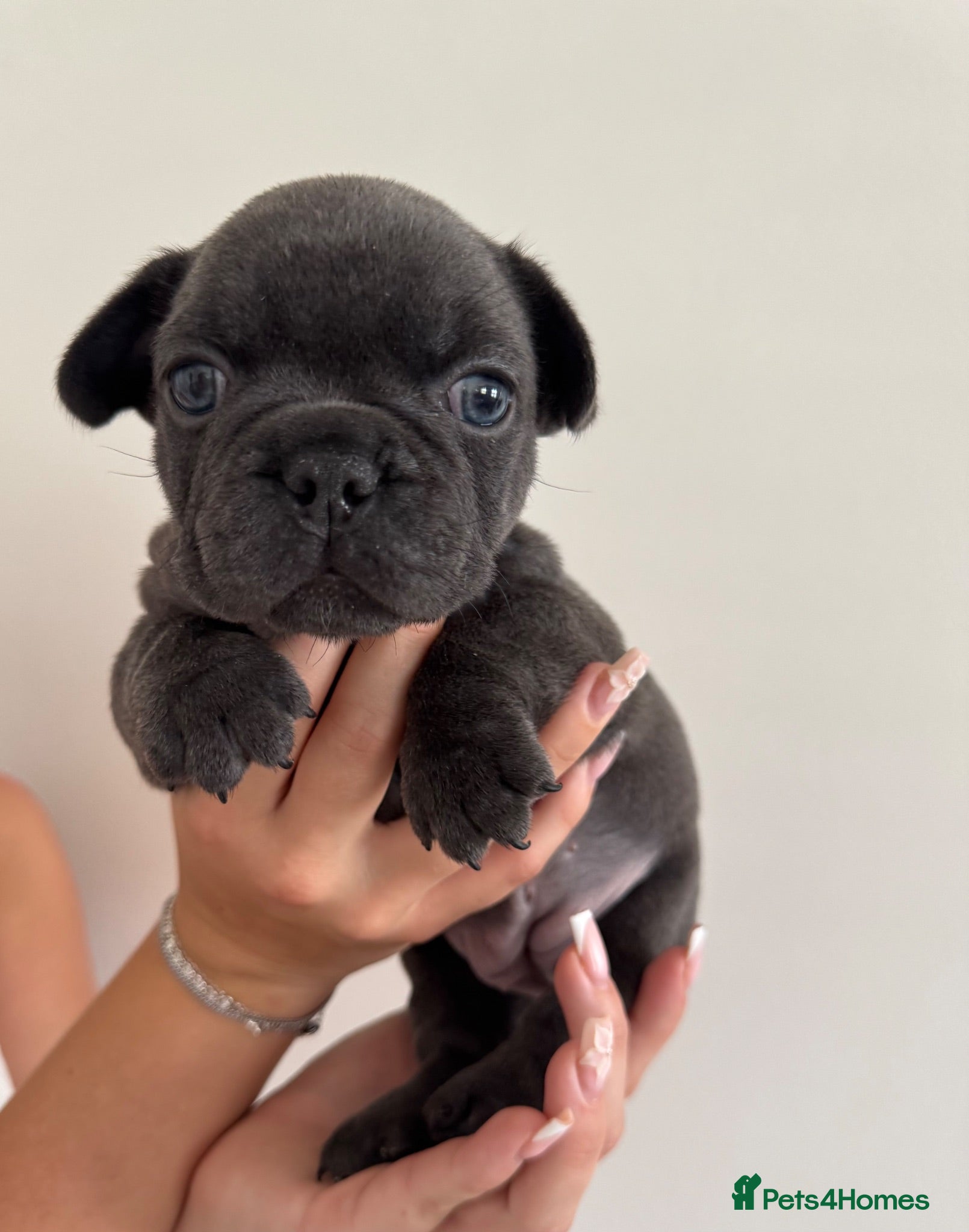 French Bulldog dogs Outstanding French Bulldog puppies  - Advert 2