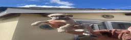 Whippet dogs for sale: Whippet puppies - Advert 9