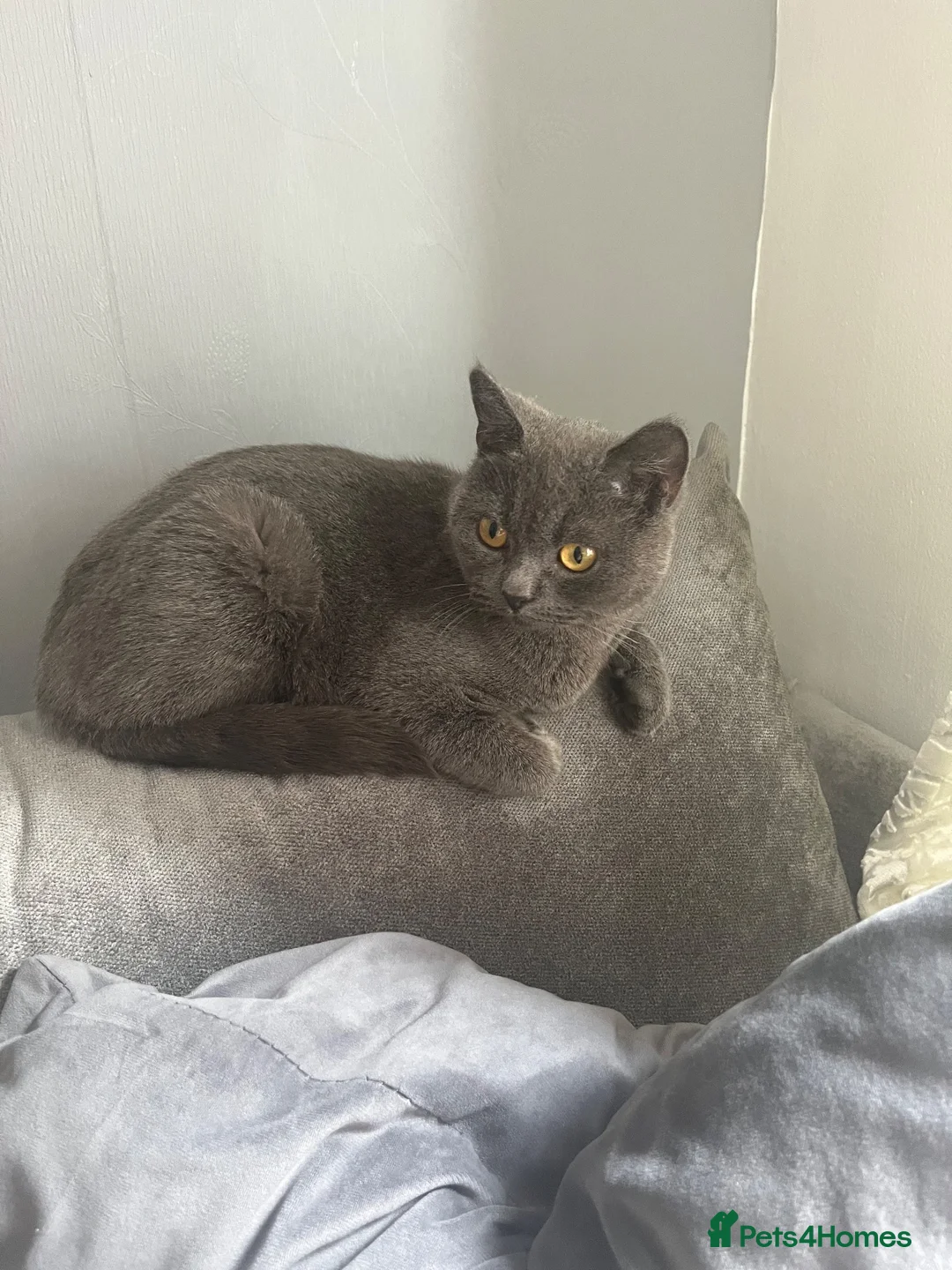 British Shorthair cats for sale: British Shorthair Girl  - Advert 5