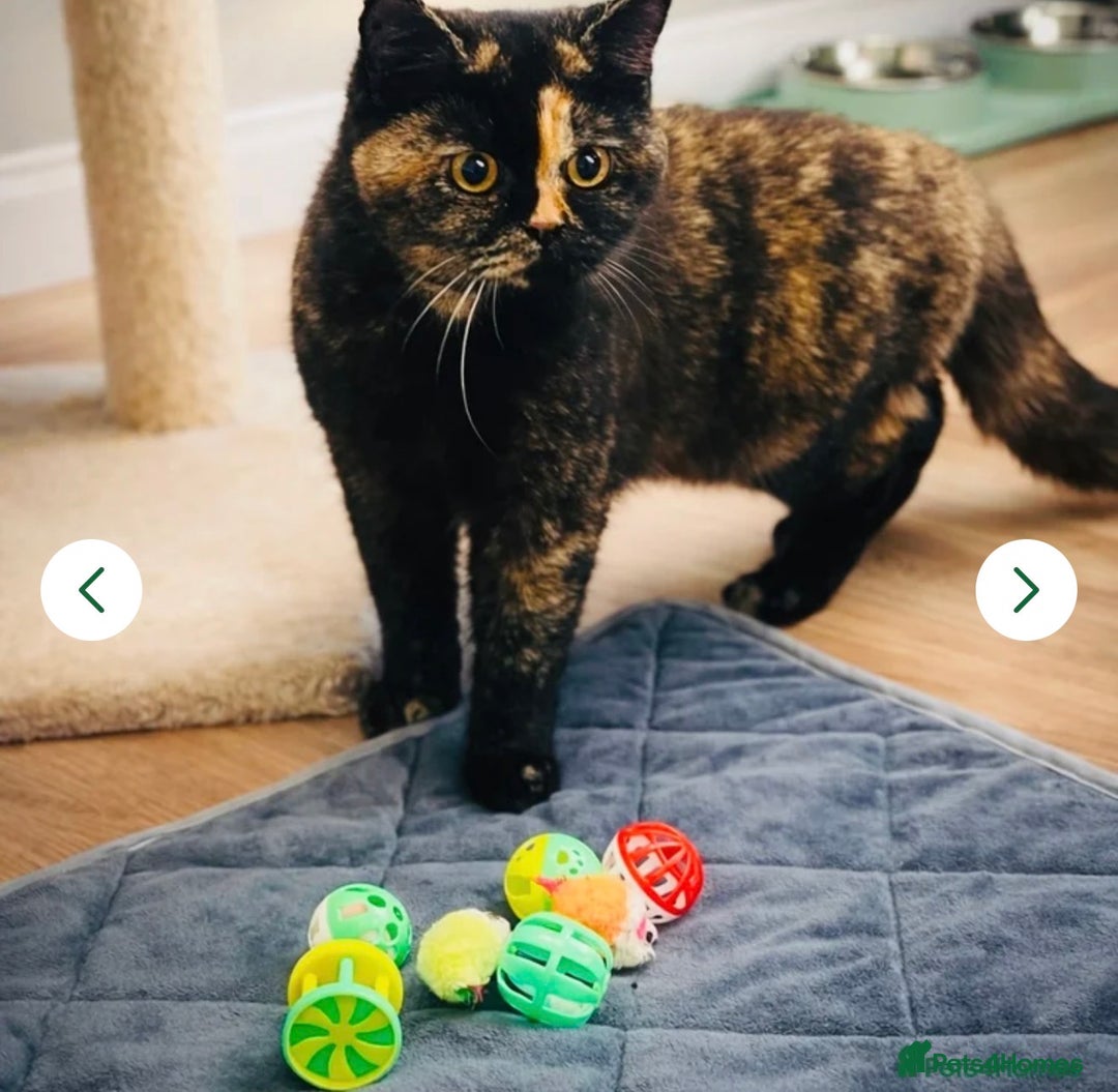 British Shorthair cats for sale: Rare colour  - Advert 1