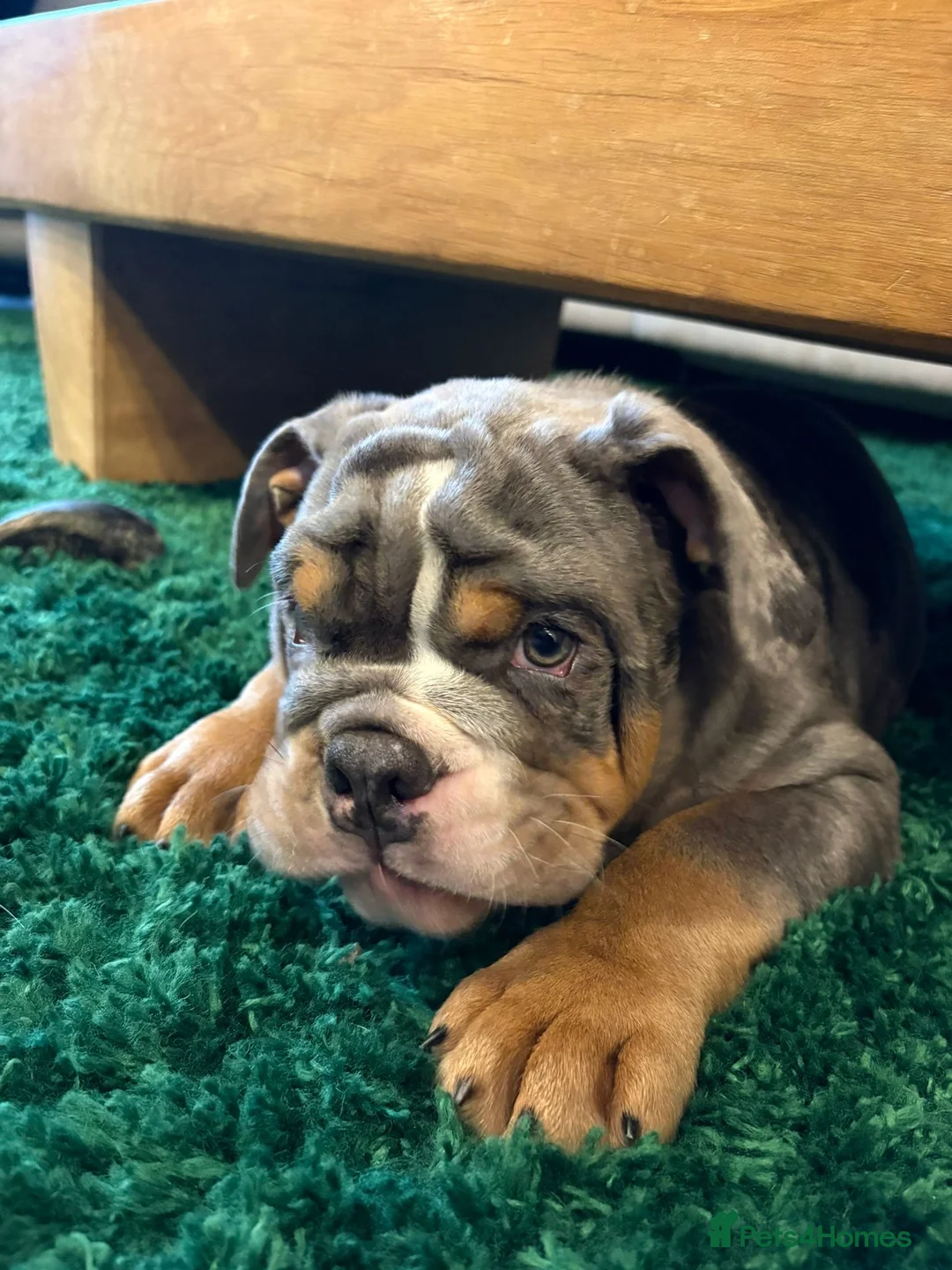 English Bulldog dogs for sale: Bulldog Puppies Champion bloodlines - Advert 27