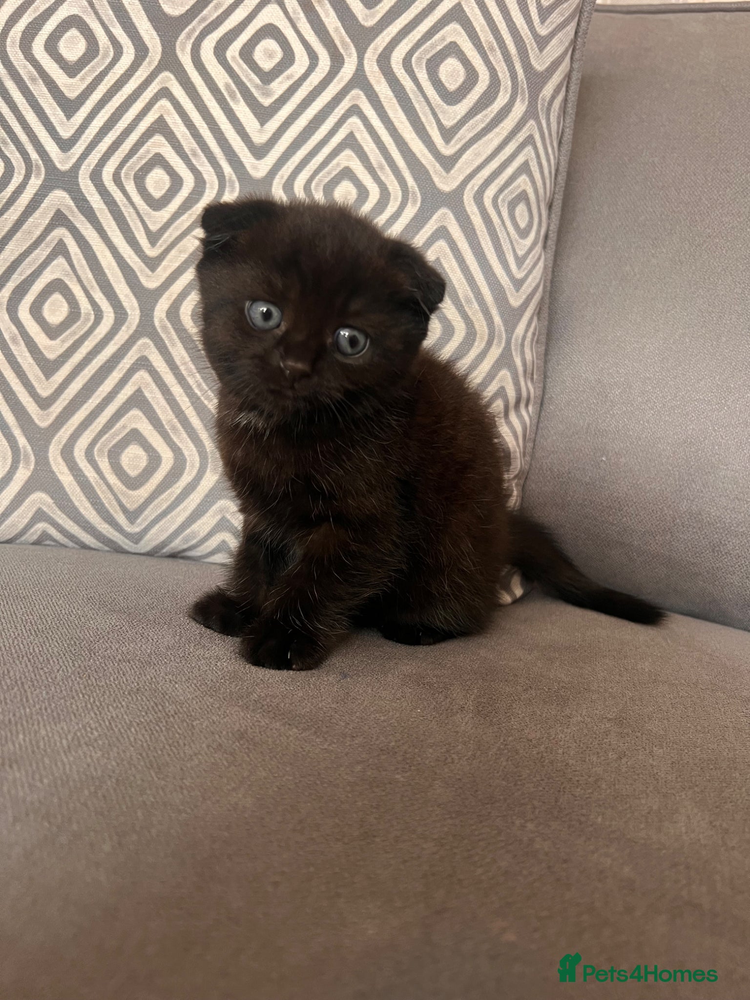 Scottish Fold cats for sale: Scottish and brittish kittens in Wigston - Advert 38