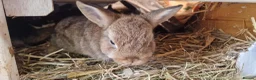 Netherland Dwarf rabbits for sale: Cute cheeky little netherland dwarf babies- m & f - Advert 9