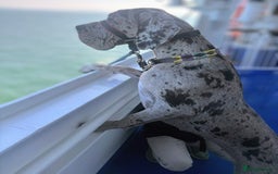 Great Dane dogs for sale: Beautiful Merle Female Great Dane  - Image 2