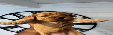 Cavapoo 2