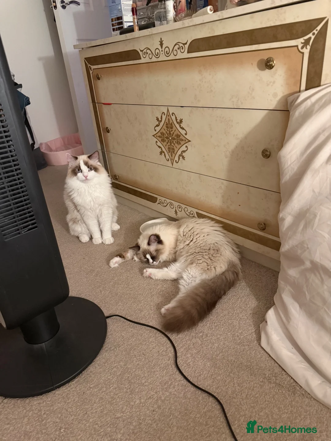Ragdoll cats for sale: Ragdoll siblings to go to a home together.  - Advert 2