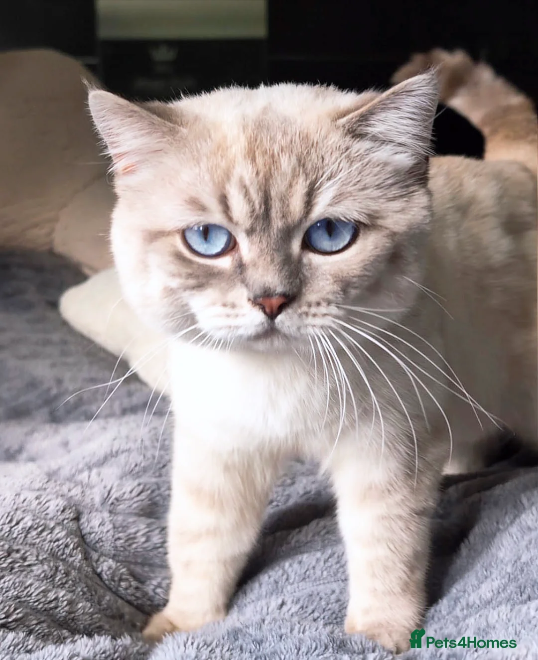 British Shorthair cats for stud: 🌊Proven STUD 🟦BSH Colourpoint King TICA/GCCF   in London - Advert 15