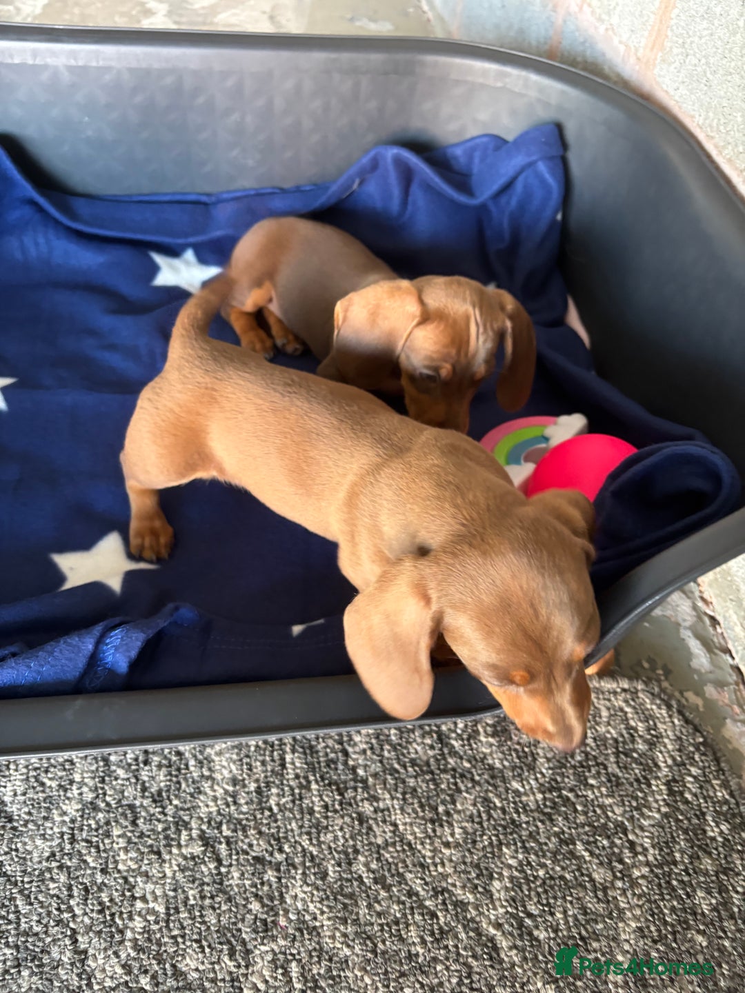 Dachshund dogs for sale: KC PRA Miniature smooth hair dachshund puppies  - Image 12