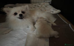 Pomeranian dogs for sale: Mini/ tea cup white girl Pomeranian  - Image 6