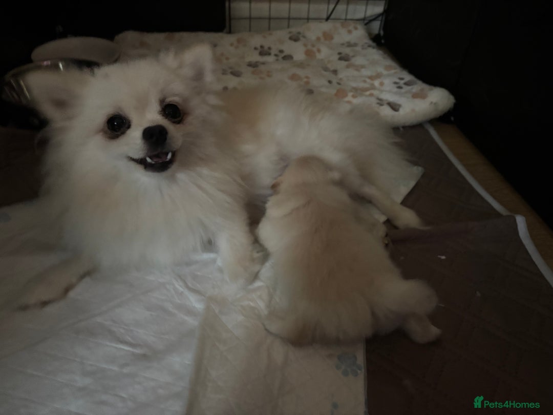 Pomeranian dogs for sale: Mini/ tea cup white girl Pomeranian  - Image 6