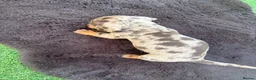 Dachshund dogs for sale: Beautiful dashound boy puppy  - Advert 7
