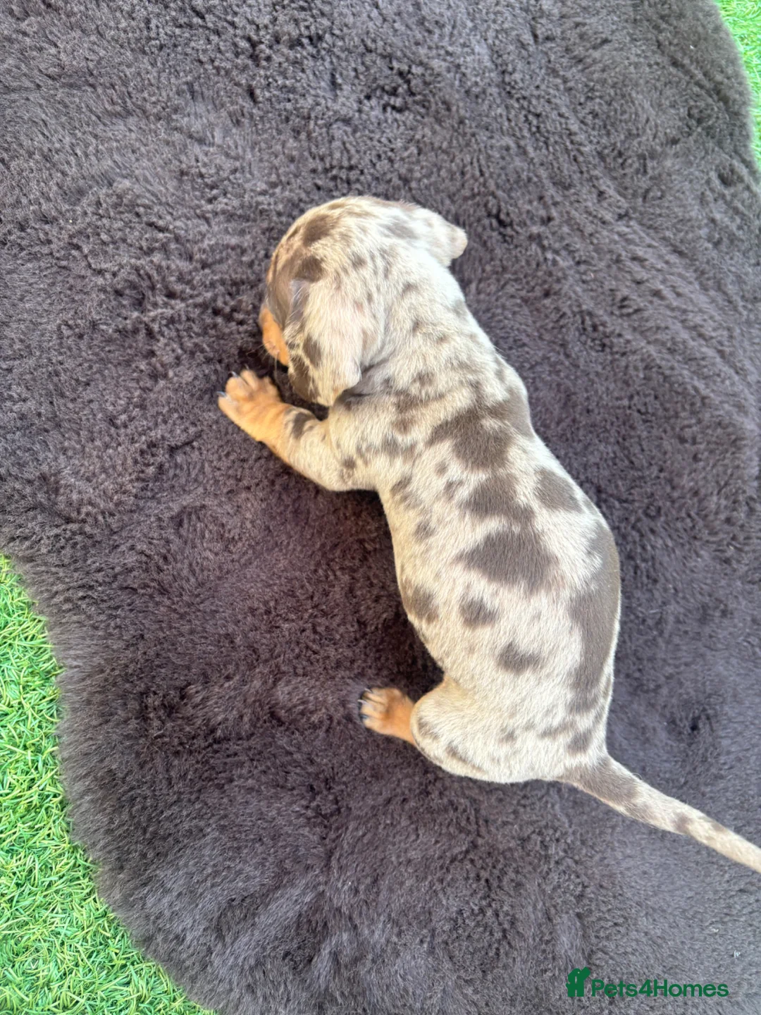 Dachshund dogs for sale: Beautiful dashound boy puppy  - Advert 7